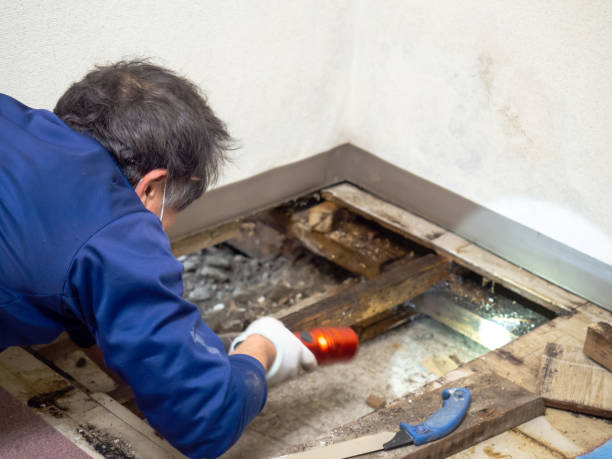 Best Same-Day Mold Removal  in Lewiston, CA