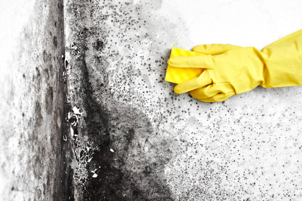 Best Home Mold Removal  in Lewiston, CA