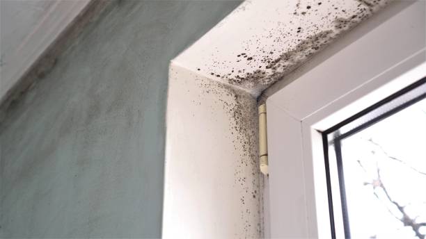 Best Toxic Mold Removal  in Lewiston, CA
