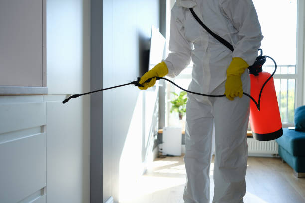 Reliable Lewiston, CA Mold Removal Solutions