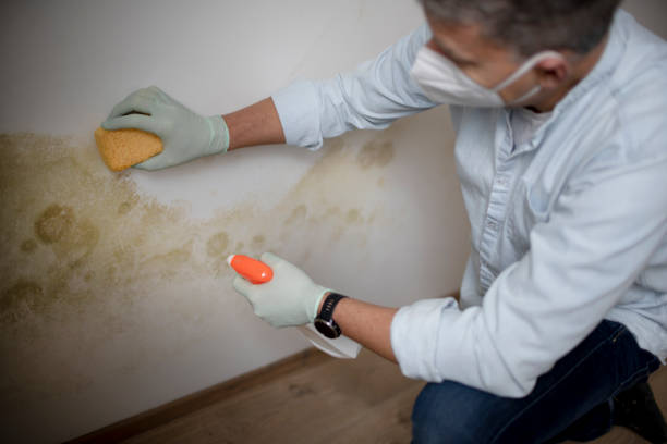 Best Attic Mold Removal  in Lewiston, CA
