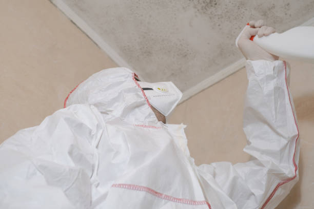 Best Fast Mold Removal  in Lewiston, CA