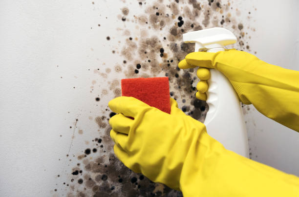 Certified Mold Removal in Lewiston, CA