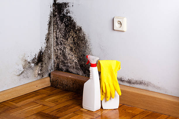 Best Office Mold Removal Services  in Lewiston, CA