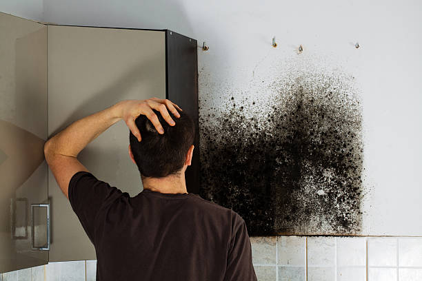 Best Mold Removal Company Near Me  in Lewiston, CA